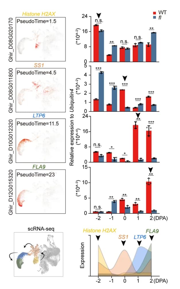 Open access visualization of Bar Plot, Line Plot, Quantitative Real-Time PCR, qRT-PCR, Genes