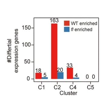 Open access visualization of Bar Plot, Clustered, Differentially Expressed Genes, DEGs, WT