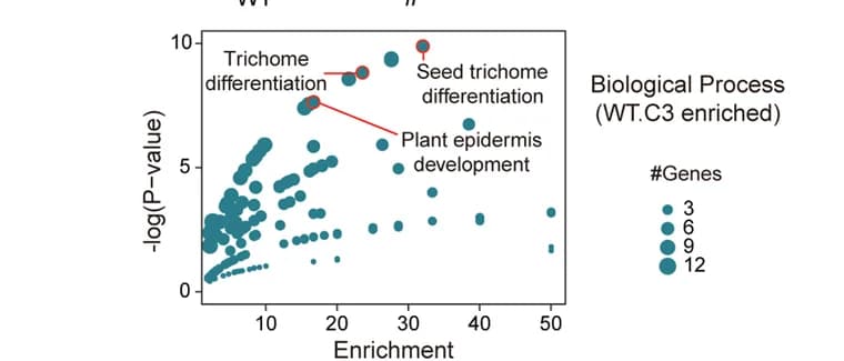 Open access visualization of Scatter Plot, Bubble Plot, Volcano Plot, GO-Terms, Biological Processes