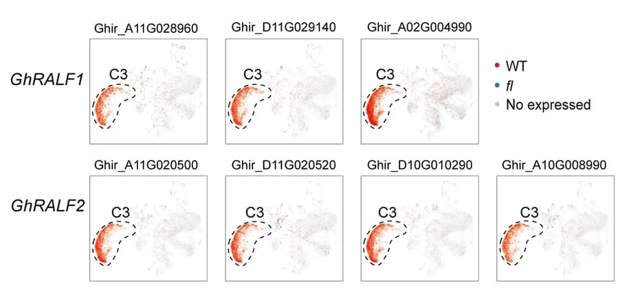 Open access visualization of Scatter Plot, UMAP projection, Fiber Cells, GhRALFs