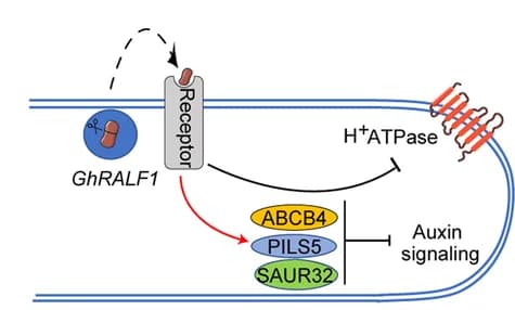 Open access visualization of Workflow, Illustration, Action Mode, Inhibition, GhRALF1