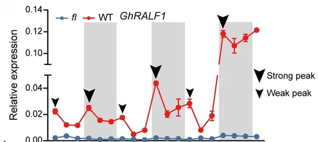 Open access visualization of Line Plot, Error Bars, qRT-PCR, GhRALF1, Gene Expression