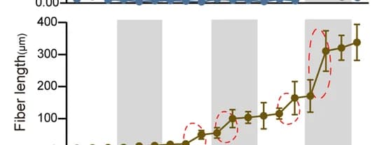 Open access visualization of Line Plot, Error Bars, Fiber Length, Fiber Cells, Elongation