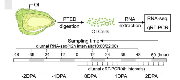 Open access visualization of Workflow, Flowchart, RNA-seq, OI protoplasts, Ovules