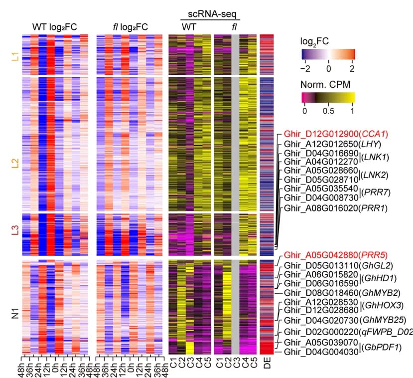 Open access visualization of Heatmap, Clustered, Gene Expression, OI protoplast Cells, Diurnal