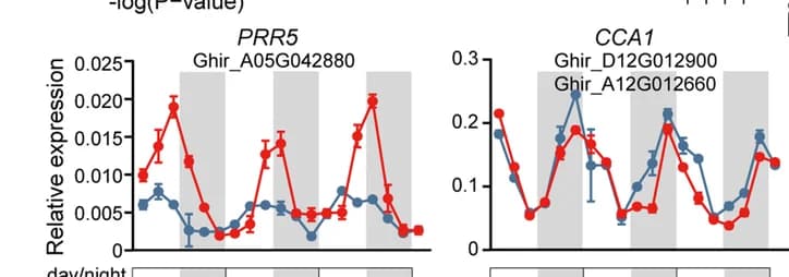 Open access visualization of Line Plot, Error Bars, qRT-PCR, Gene Expression, Core Clock Genes
