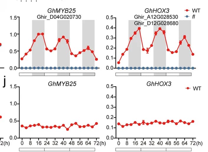 Open access visualization of Line Plot, Error Bars, qRT-PCR, Gene Expression, Fiber Associated Genes