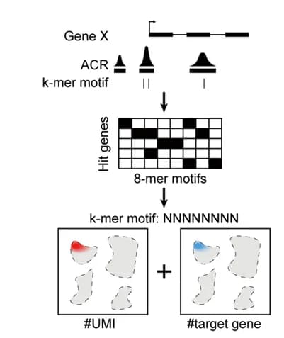 Open access visualization of Workflow, Illustration, Heatmap, Fiber cell-specific k-mer motifs, ATAC-seq peaks