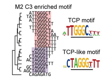 Open access visualization of Illustration, Workflow, Sequence alignment, TCP motifs, TCP-like motifs