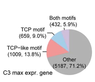 Open access visualization of Pie Chart, TCP motifs, TCP-like motifs, Targeting genes, Gene expression