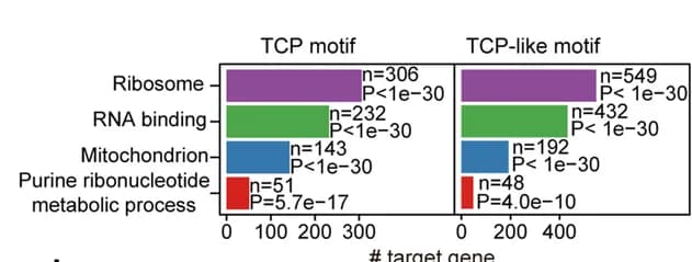 Open access visualization of Bar Plot, Enriched GO-terms, TCP motifs, TCP-like motifs, Targeting genes