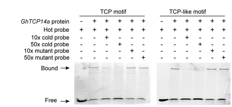 Open access visualization of Gel, Gel shift assay, GhTCP14a, TCP motifs, TCP-like motifs