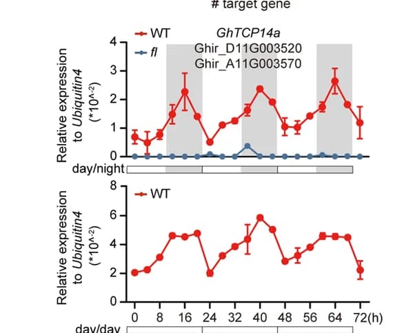 Open access visualization of Line Plot, Error Bars, qRT-PCR, Rhythmic expression, GhTCP14a