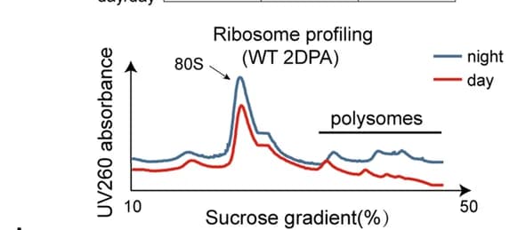 Open access visualization of Line Plot, Ribosome profiling, Protoplasts, Ovules, Protein translation