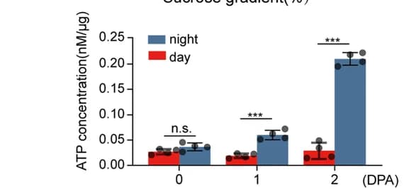 Open access visualization of Bar Plot, Error Bars, Clustered, ATP concentration, Ovules