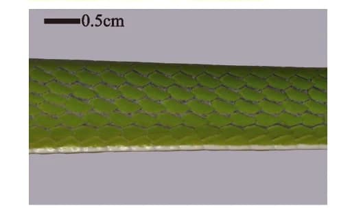 Open access visualization of Photo, Dorsal Skin, Color, Hue, Morphs