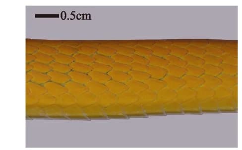 Open access visualization of Photo, Dorsal Skin, Color, Hue, Morphs