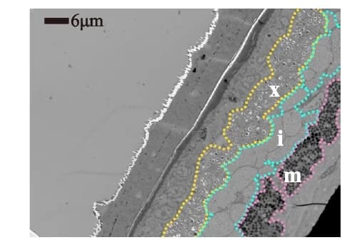 Open access visualization of Microscopy, TEM images, Chromatophore layers, Dorsal Skin, Iridophore