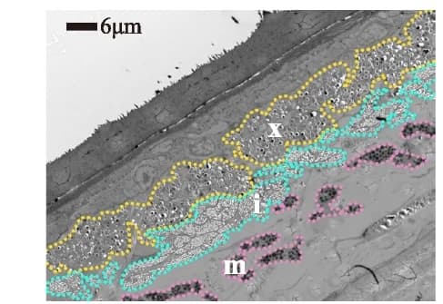 Open access visualization of Microscopy, TEM images, Chromatophore layers, Dorsal Skin, Iridophore