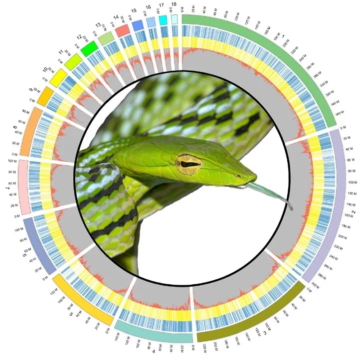 Open access visualization of Circos Plot, Photo, Genome characteristics, Chromosomes, Coding genes