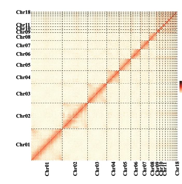 Open access visualization of Heatmap, Hi-C interactions, Chromosomes
