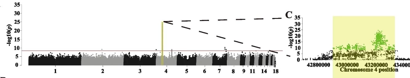 Open access visualization of Manhattan Plot, Locuszoom Plot, Scatter Plot, Chromosome 4, Skin Color