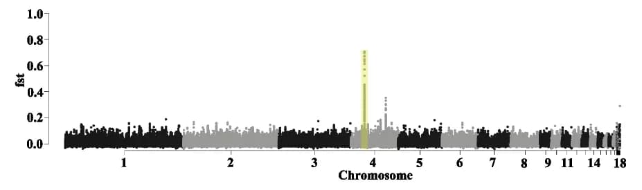 Open access visualization of Manhattan Plot, Chromosome 4, Skin Color, GWAS