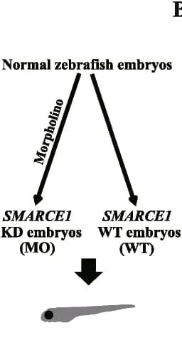 Open access visualization of Flowchart, Zebrafish Embryos, Morpholinos, SMARCE1 Knockdown