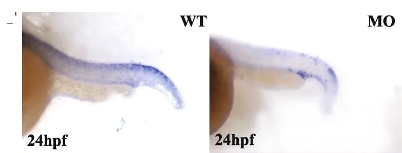 Open access visualization of Microscopy, ISH Analysis, tfec Expression, Morphants, Tails