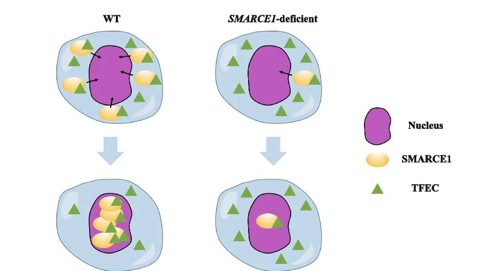Open access visualization of Illustration, Schematic, Mechanism, SMARCE1, tfec