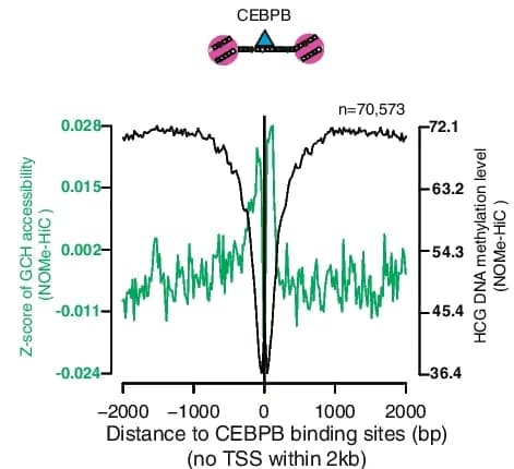 Open access visualization of Line Plot, GCH Methyltransferase Footprint, HCG Methylation, CEBPB Binding Sites, IMR-90 Cells