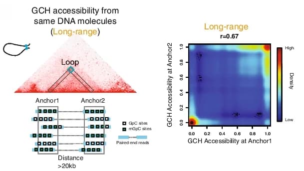 Open access visualization of Heatmap, GCH Methyltransferase, DNA Molecules, Chromatin Loop Anchor Regions