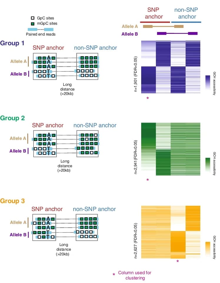 Open access visualization of Heatmap, Clustered, Illustration, GCH methyltransferase, SNP anchors