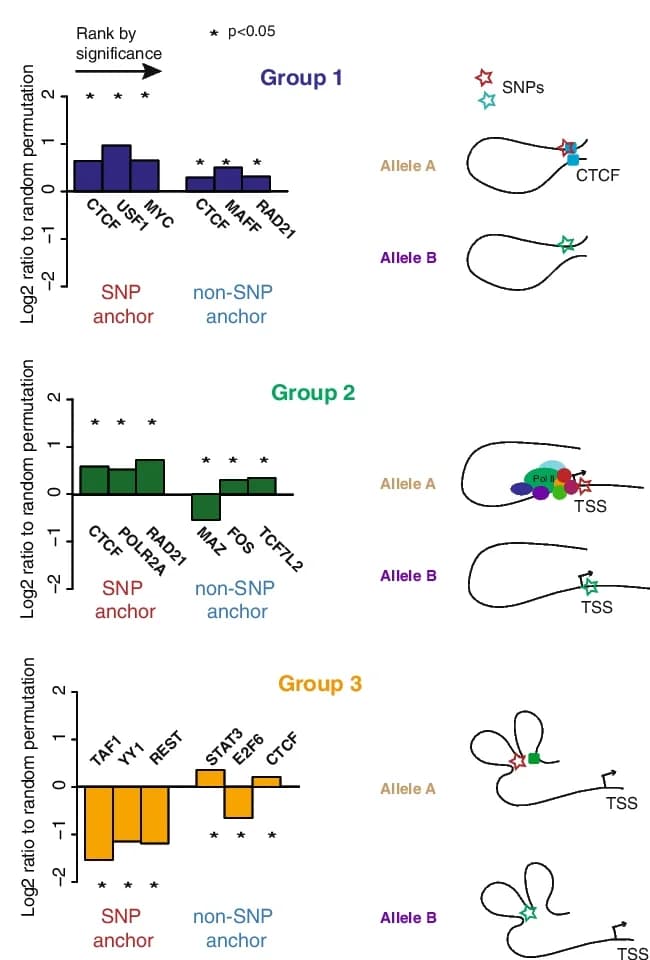 Open access visualization of Bar Plot, Illustration, TF binding sites, SNP anchors, Log2 enrichment