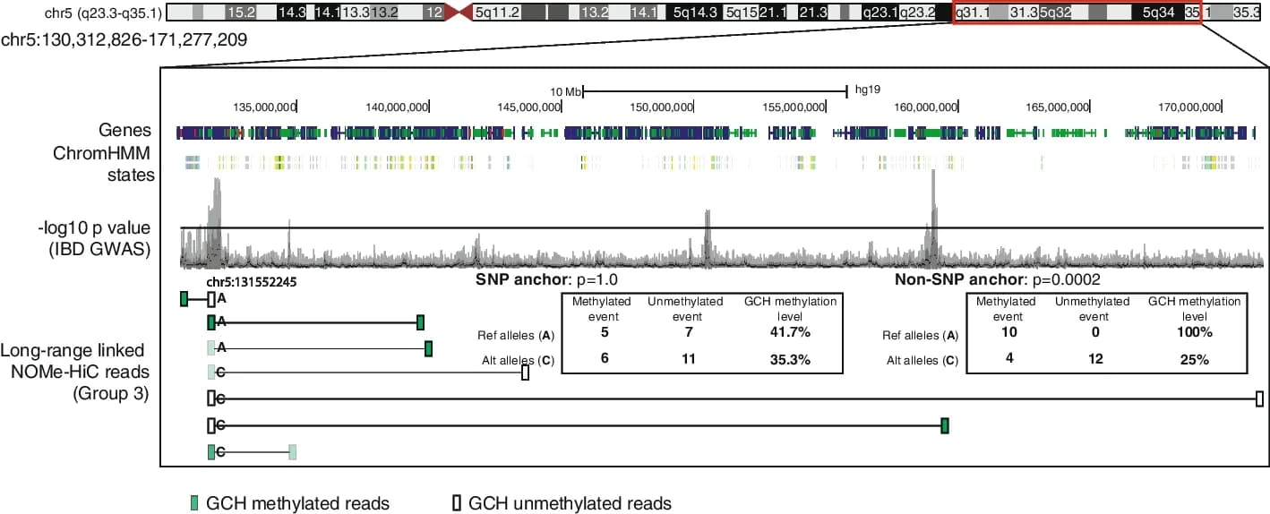 Open access visualization of Line Plot, Locuszoom Plot, Table Image, GCH Methyltransferase, GWAS Variants