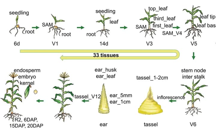 Open access visualization of Illustration, Workflow, Maize, Plant Development, Sample Collection