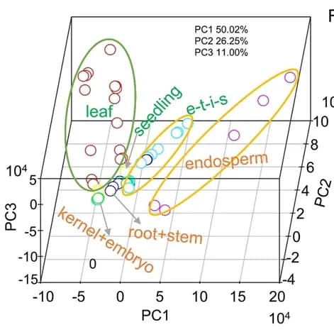 Open access visualization of 3D Plot, Principal Component Analysis, Translatome, Maize, Plant Development