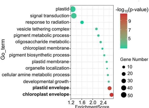 Open access visualization of Bubble Plot, Volcano Plot, GO Enrichment, Leaf, Transcription Factors