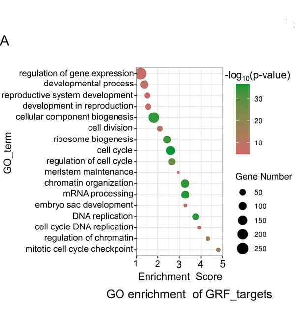 Open access visualization of Bubble Plot, GRNs, GRF Family, Organ Development, Maize