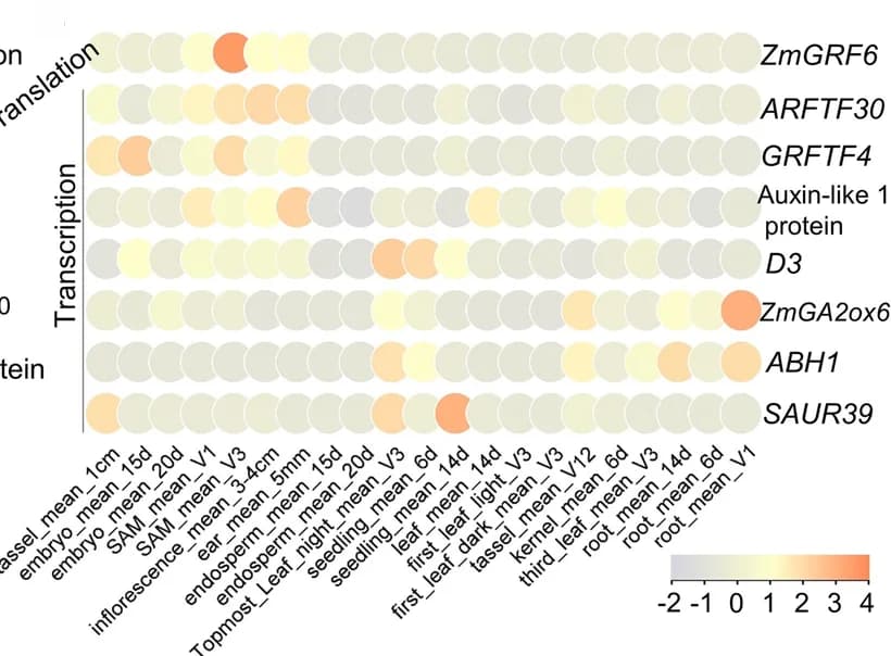 Open access visualization of Heatmap, Translation pattern, Transcription patterns, ZmGRF6, Tissues