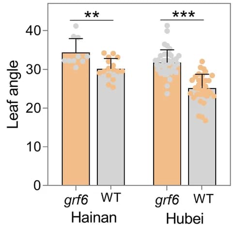 Open access visualization of Bar Plot, Error Bars, Scatter Plot, grf6 mutant, Maize plants