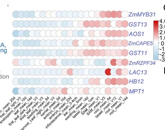Open access visualization of Bubble Plot, Gene Target, Abiotic Stress Response, Maize