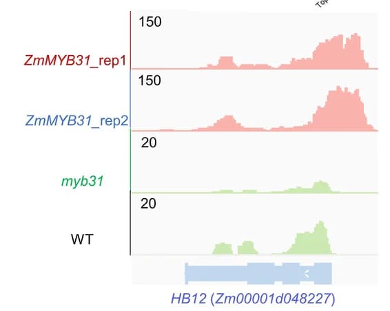 Open access visualization of Line Plot, Density Plot, Differential Expression Analysis, Gene Target, Mutant