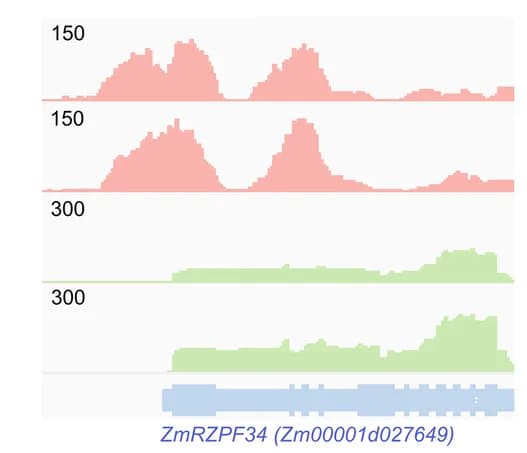Open access visualization of Density Plot, Gene Target, HB12, ZmRZPF12, ZmCAPE5
