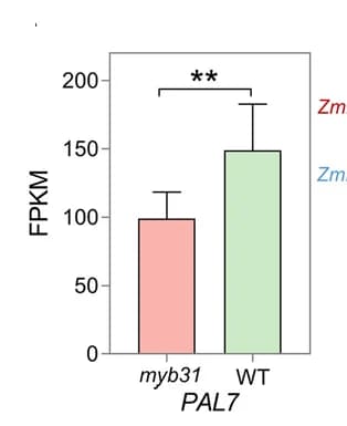 Open access visualization of Bar Plot, Error Bars, RNA-seq, CUT&Tag, Phenylalanine Ammonia Lyase7