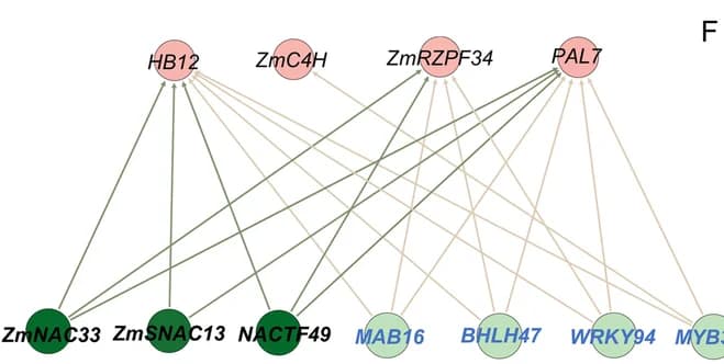 Open access visualization of Network, Pathway, Regulatory Network, ChIP-seq