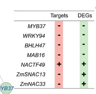 Open access visualization of Table Image, TF Genes, MYB31, Differential Expression, Mutant