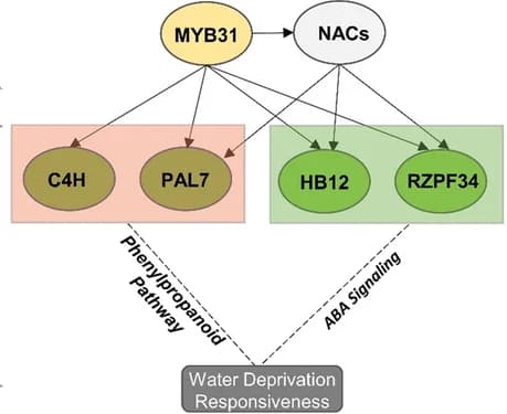 Open access visualization of Pathway, Network, Model, ZmMYB31, Drought Response