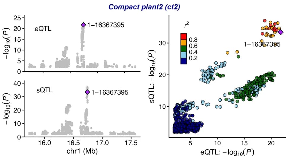 Open access visualization of Manhattan Plot, Scatter Plot, cis-regulatory elements, Gene expression levels, eQTL
