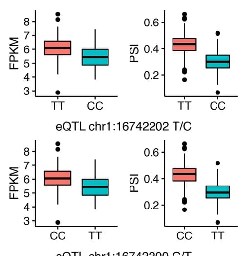 Open access visualization of Box Plot, Gene-level expression, Splicing variation, Intron, Maize lines